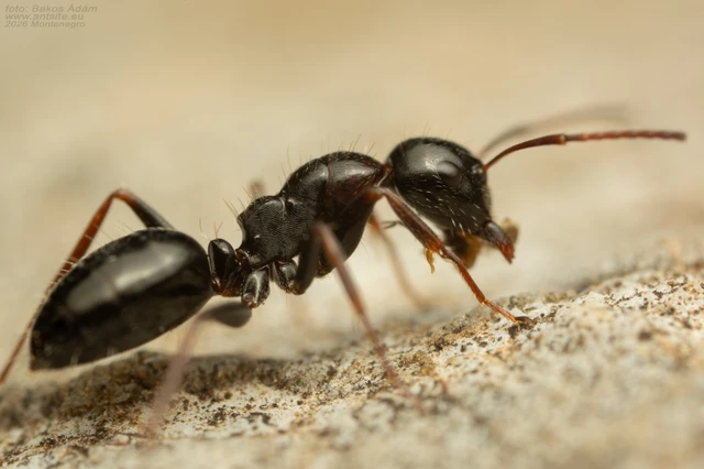 Camponotus