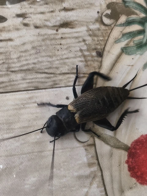 Gryllus campestris - mezei tücsök Gryllus campestris - mezei tücsök