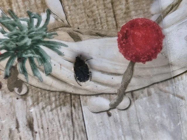 Tropinota hirta - bundás virágbogár