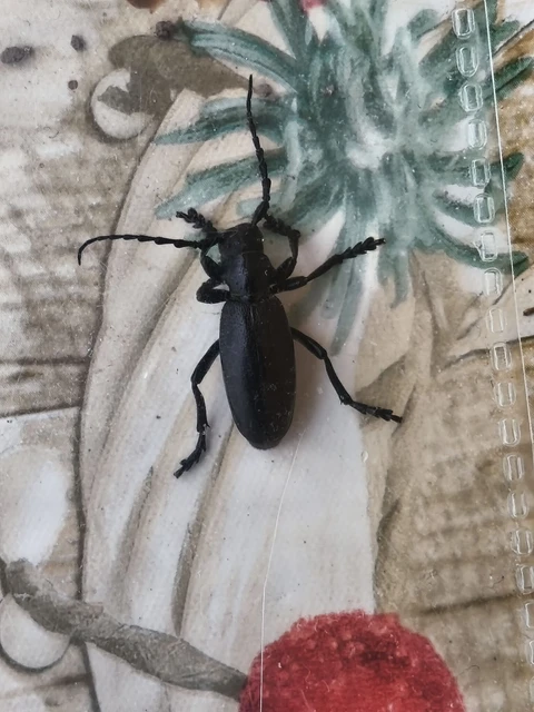 Dorcadion aethiops - fekete gyalogcincér Dorcadion aethiops - fekete gyalogcincér