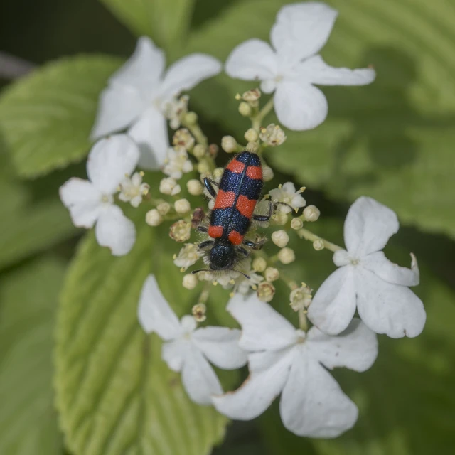 Trichodes favarius - hatfoltos méhészbogár Trichodes favarius - hatfoltos méhészbogár