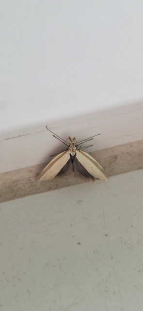 Pleurota