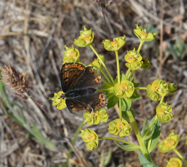 Lycaena tityrus - barna tűzlepke