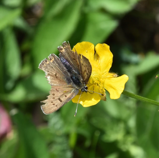Lycaena tityrus - barna tűzlepke