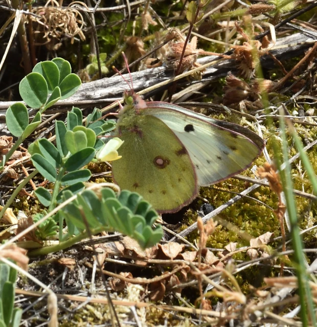 Colias alfacariensis - déli kéneslepke