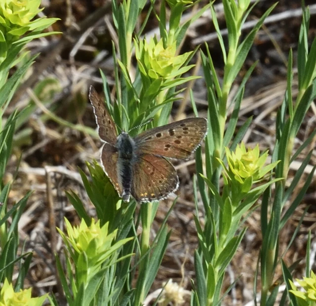 Lycaena tityrus - barna tűzlepke