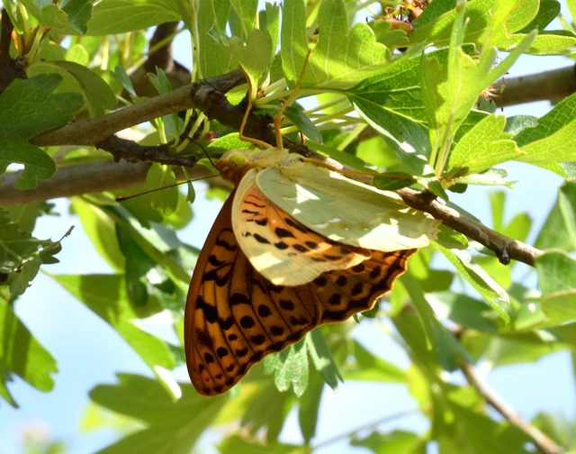 Argynnis pandora - zöldes gyöngyházlepke