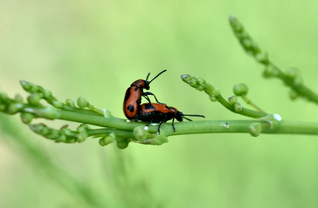 Crioceris quinquepunctata - ötpontos spárgabogár Crioceris quinquepunctata - ötpontos spárgabogár