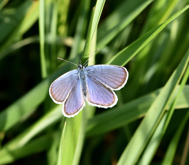 Plebejus argyrognomon - tintakék boglárka