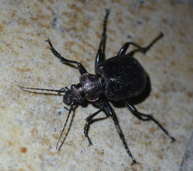 Calosoma inquisitor - kis bábrabló
