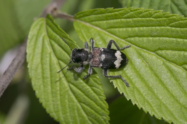 Clerus mutillarius - feketenyakú szúfarkas