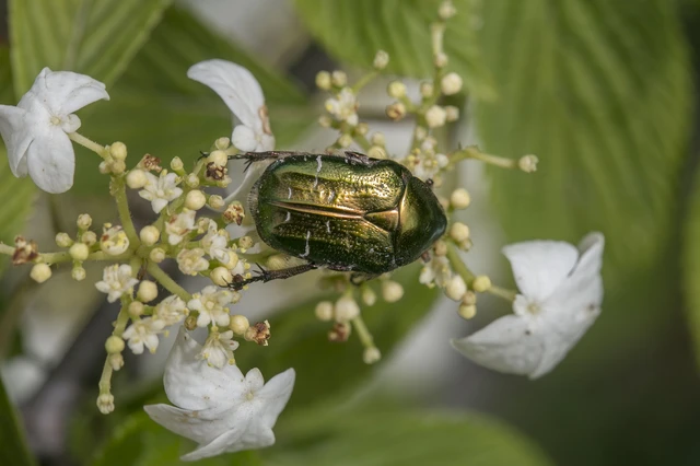 Cetonia aurata - aranyos virágbogár