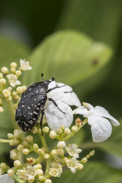 Oxythyrea funesta - sokpettyes virágbogár