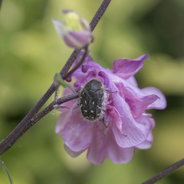 Tropinota hirta - bundás virágbogár