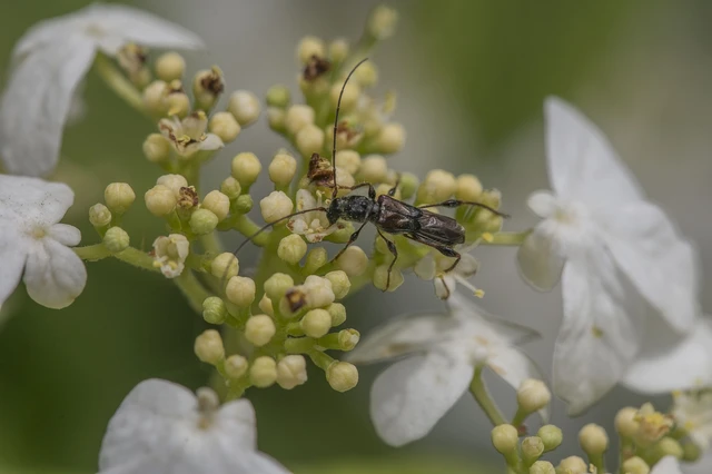 Molorchus minor - kis légycincér
