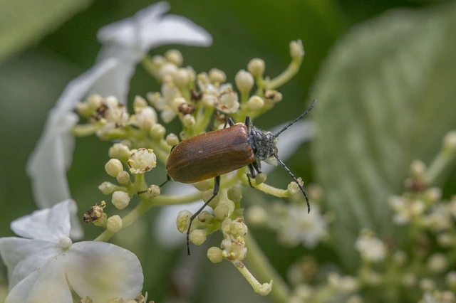 Omophlus Omophlus
