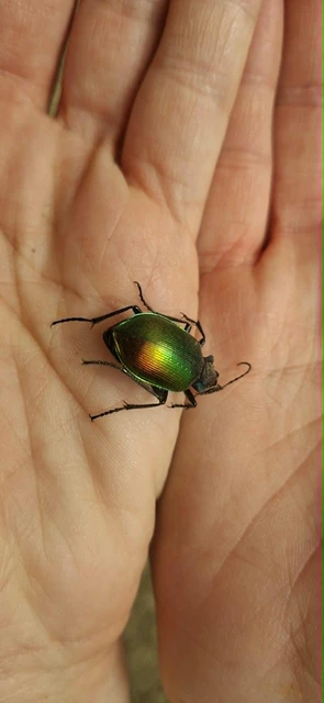 Calosoma sycophanta - aranyos bábrabló