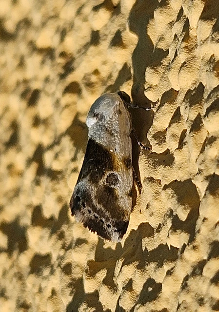 Ponometia candefacta - parlagfűbagoly