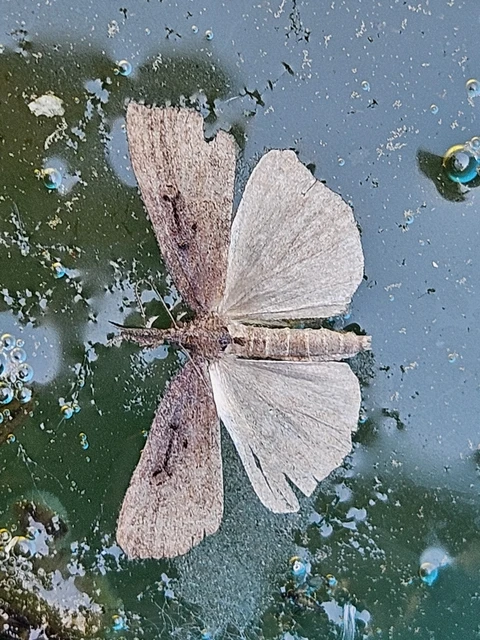 Hypena rostralis - közönséges karcsúbagoly