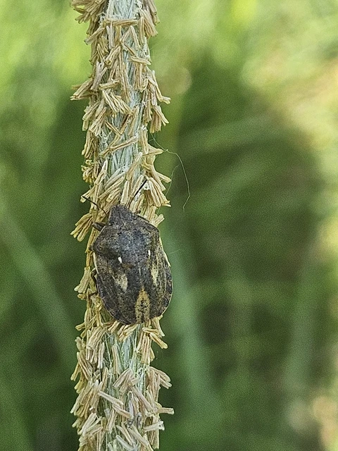 Eurygaster Eurygaster