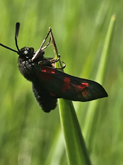 Zygaena