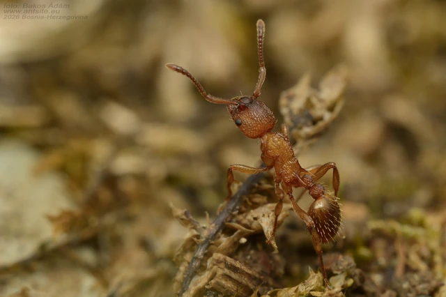 Myrmica sabuleti - gyakori bütyköshangya