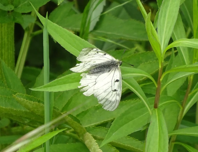 Parnassius mnemosyne - kis apollólepke