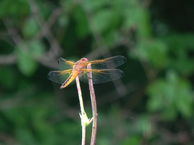 Libellula fulva - kisfoltos laposacsa