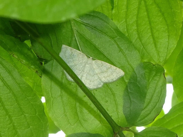 Cabera exanthemata - pettyes égeraraszoló