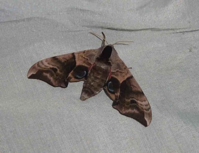 Smerinthus ocellatus - esti pávaszem