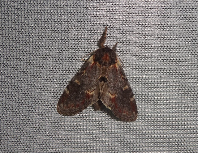 Notodonta dromedarius - tevehátú púposszövő