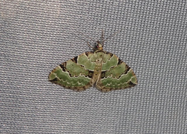 Colostygia pectinataria - zöld levélaraszoló
