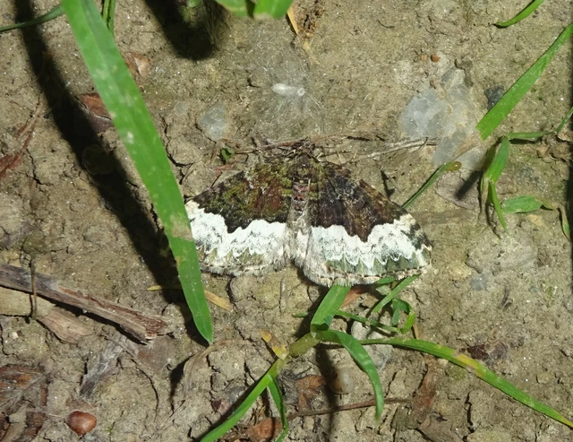 Euphyia biangulata - szegletes tarkaaraszoló
