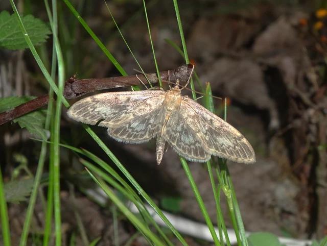 Anania lancealis - hosszúszárnyú tűzmoly