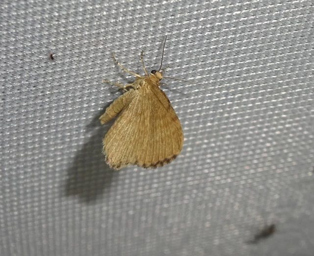 Euchoeca nebulata - barnás égeraraszoló