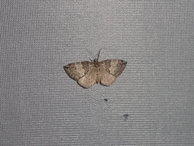 Hydriomena impluviata - égerfa-araszoló