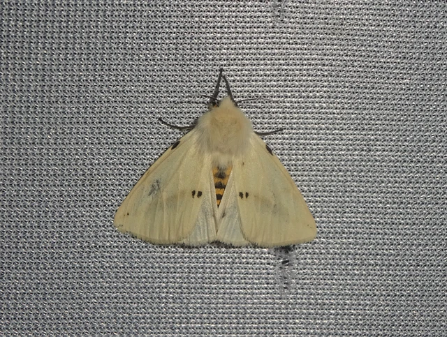 Spilarctia lutea - sárgás medvelepke