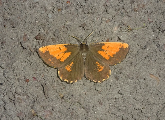 Angerona prunaria - sárga kökényaraszoló