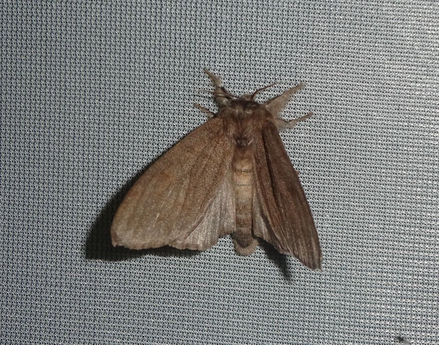 Calliteara pudibunda - hamvasszövő