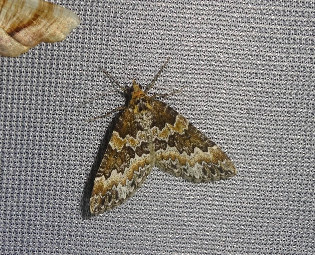 Electrophaes corylata - mogyoró-araszoló