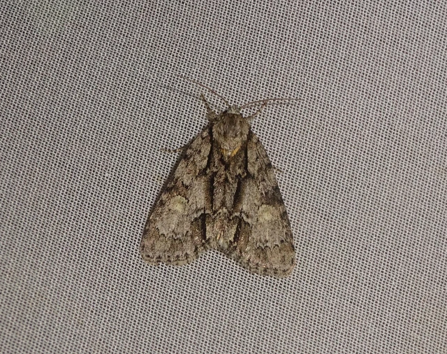 Acronicta strigosa - kis szigonyosbagoly