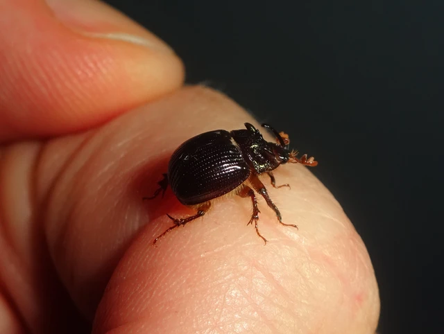 Odonteus armiger - mozgószarvú álganéjtúró