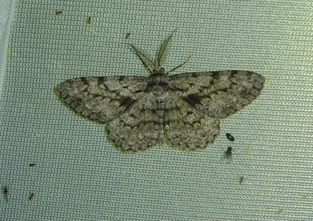Hypomecis roboraria - nagy tölgyfaaraszoló