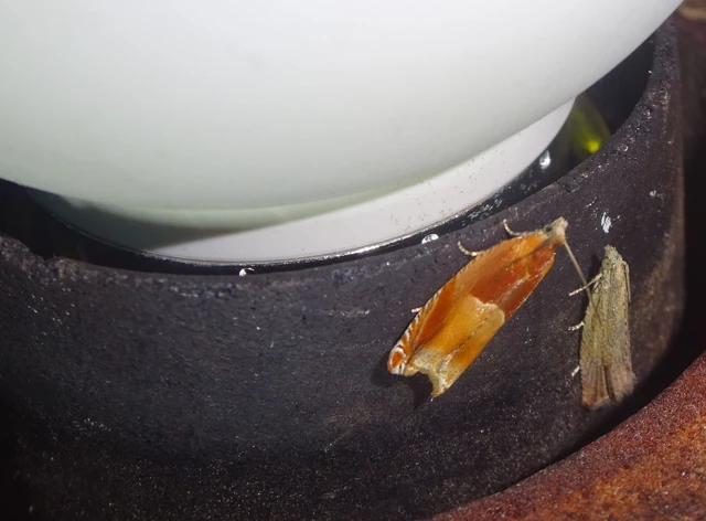 Ancylis mitterbacheriana - tölgysodró horgasmoly
