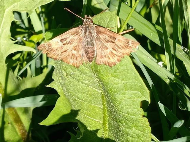 Carcharodus alceae - mályva-busalepke