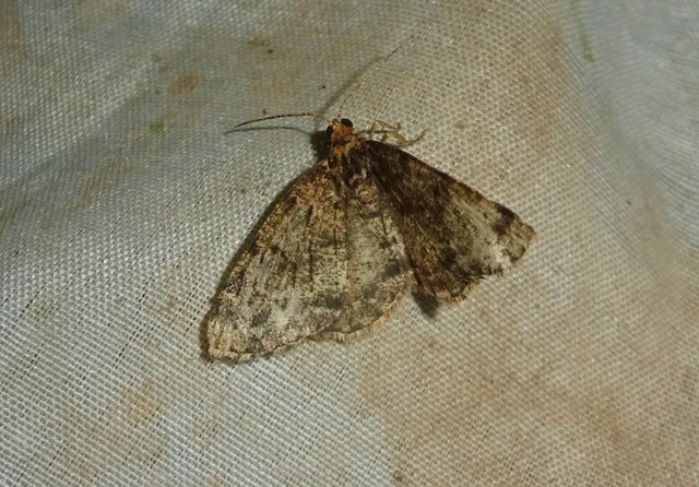 Parectropis similaria - barna zuzmóaraszoló