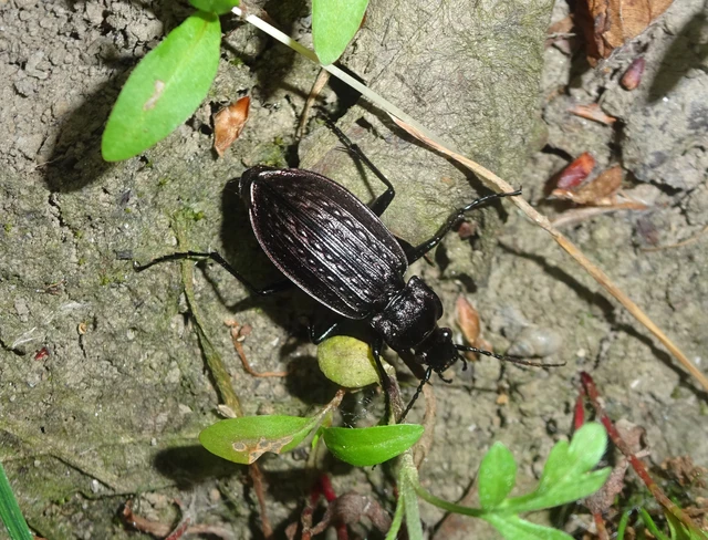 Carabus granulatus - mezei futrinka Carabus granulatus - mezei futrinka