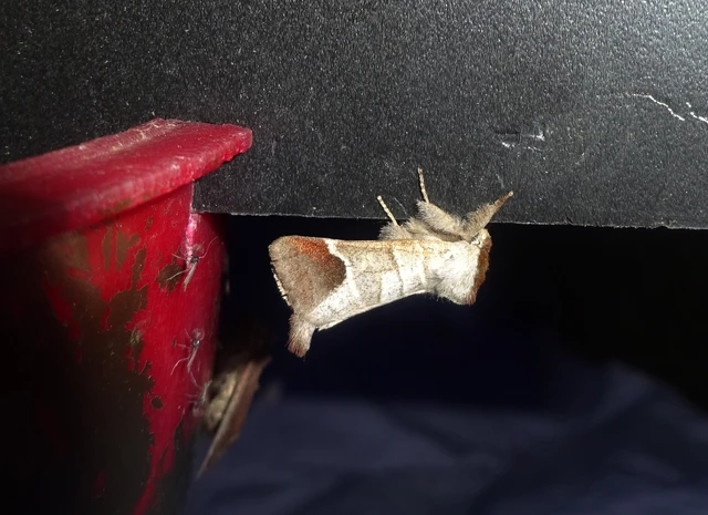 Clostera curtula - rövidszárnyú levélszövő