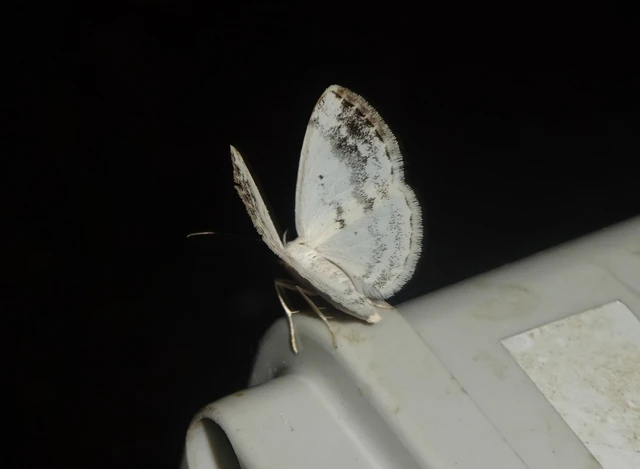 Lomographa temerata - foltos fehéraraszoló