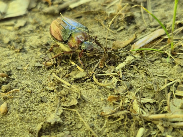 Melolontha hippocastani - erdei cserebogár